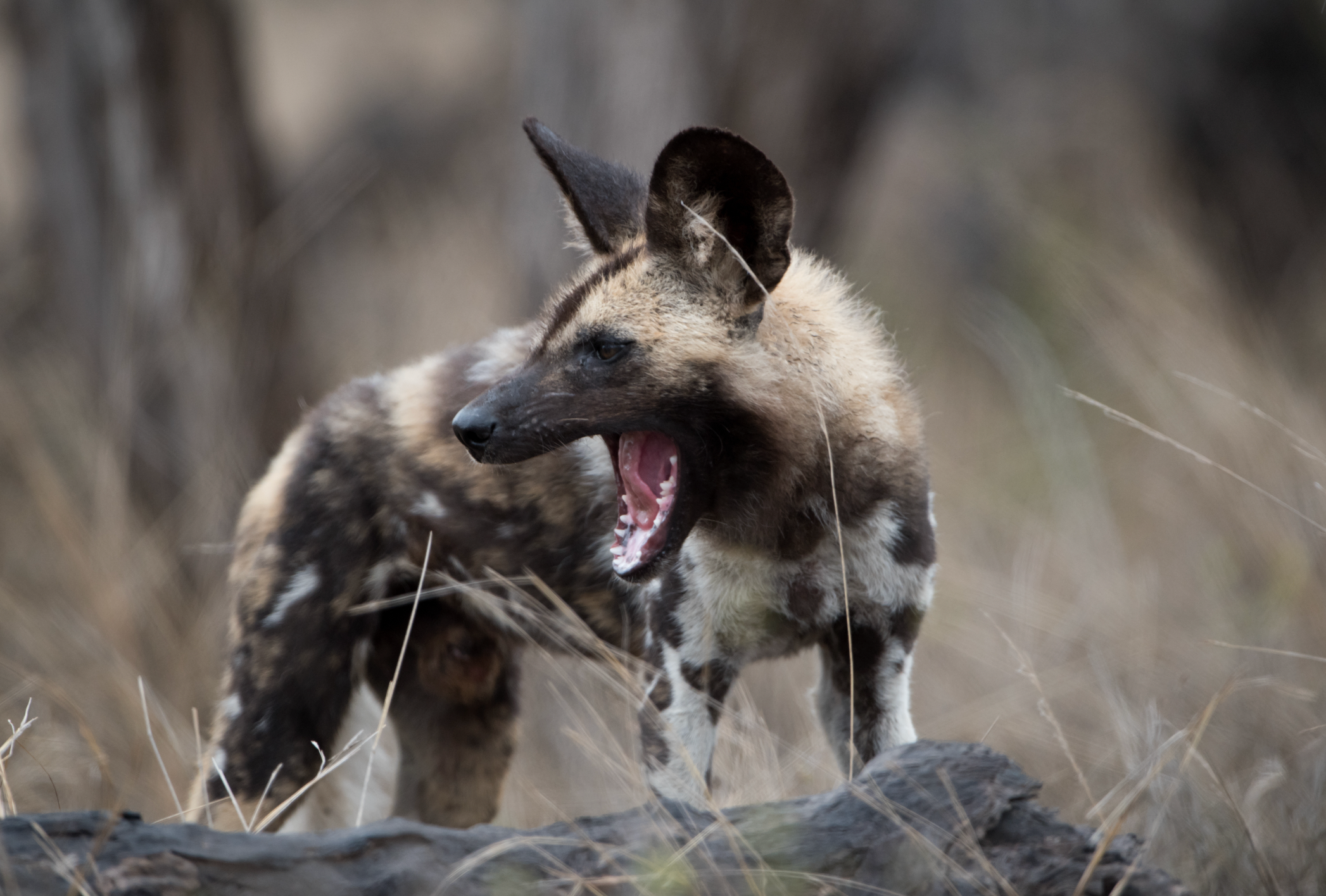What is Whole Animal Nutrition and Why Does It Matter for Dogs?