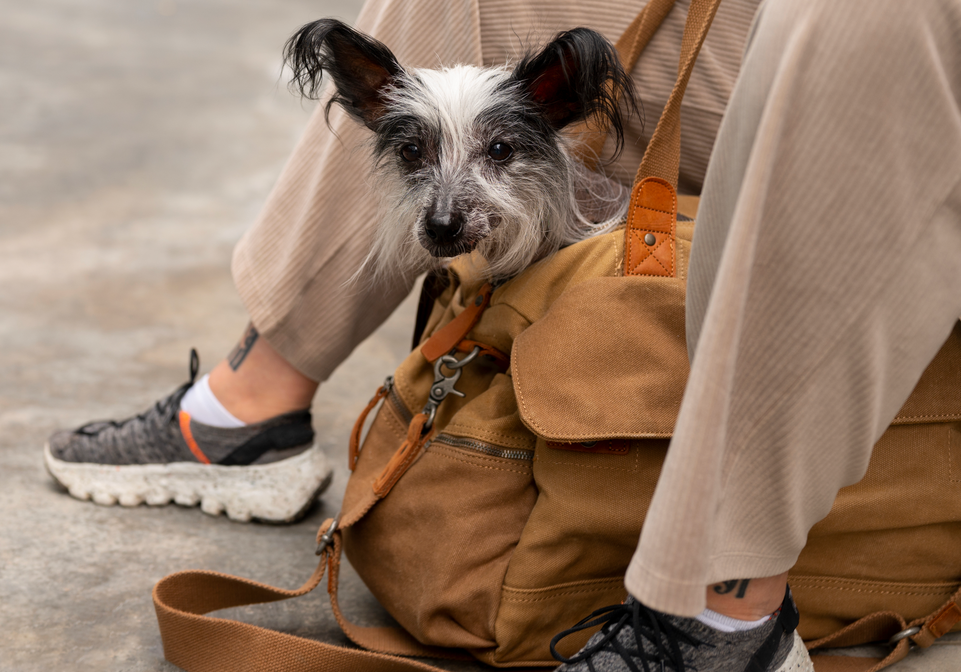 What's Actually in My Bag When I Travel with My Pup