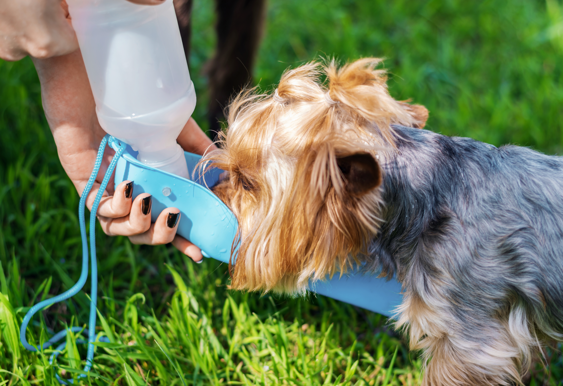 A Saturday in Highland Park: Dog-Friendly Walking Routes and Pet Boutiques