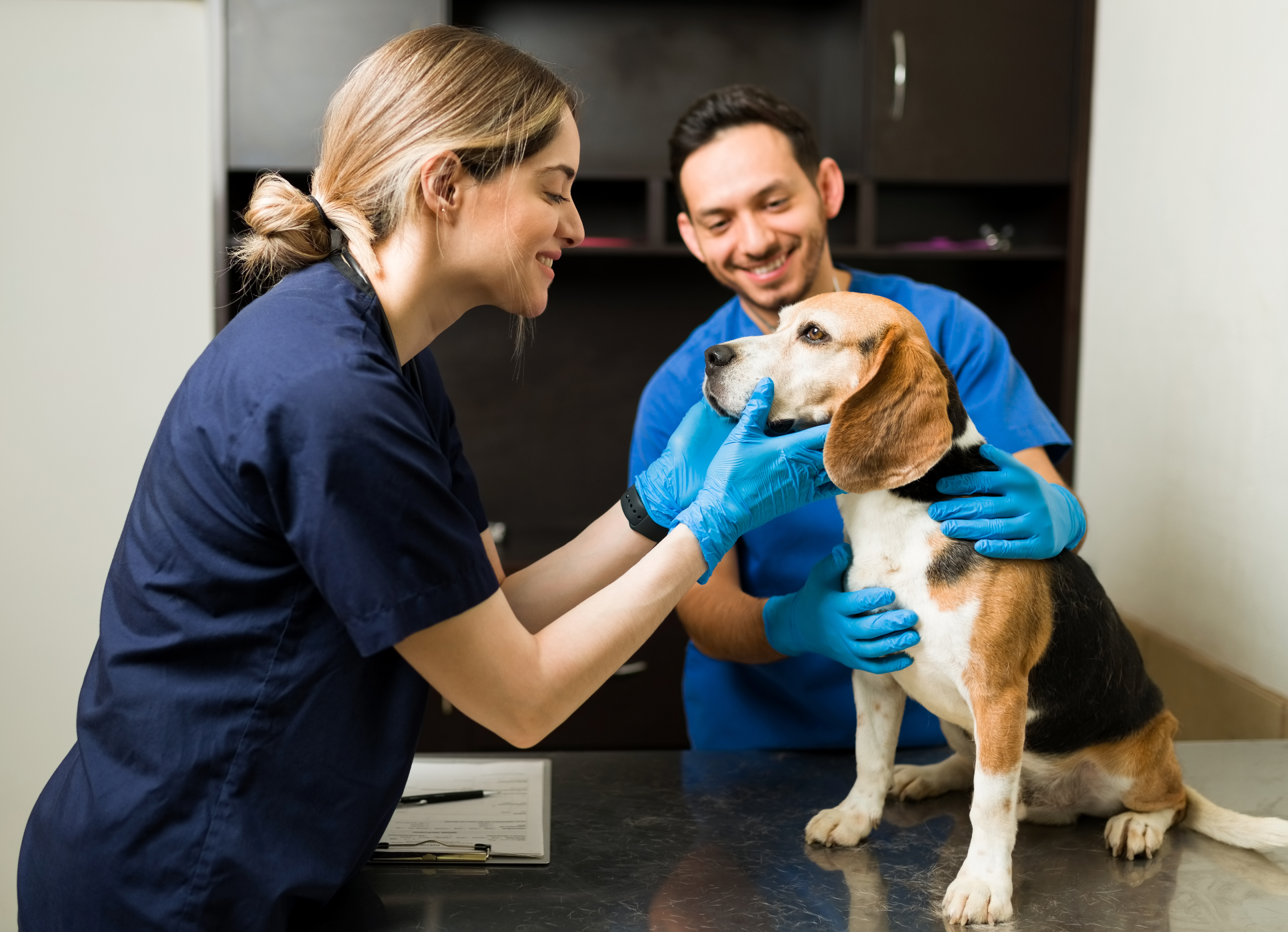 The North Texas Vet Directory: How to Find the Right Vet for Your Dog