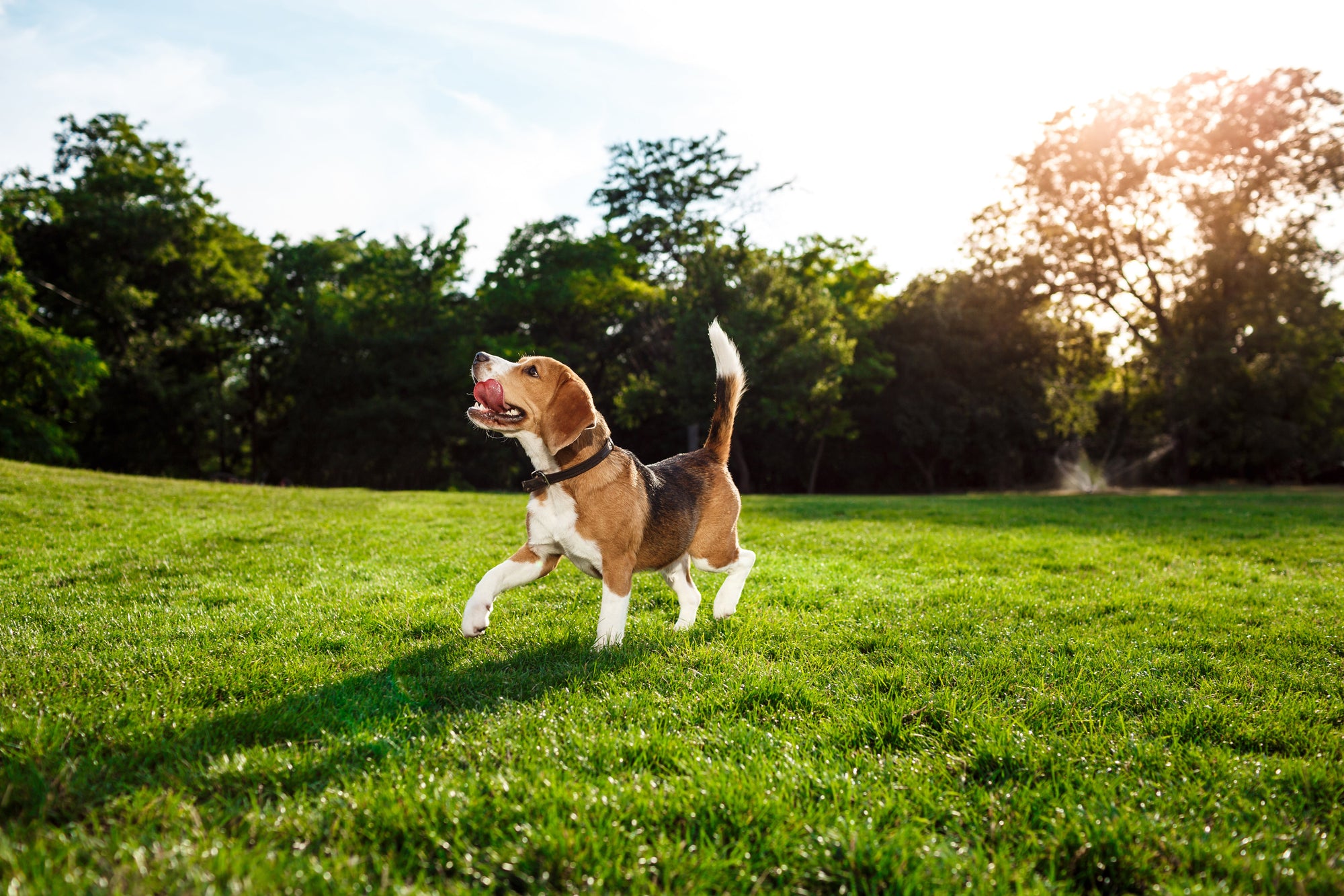 Puppy's First Patio: How to Socialize Your Dog at Dallas's Busiest Outdoor Spots