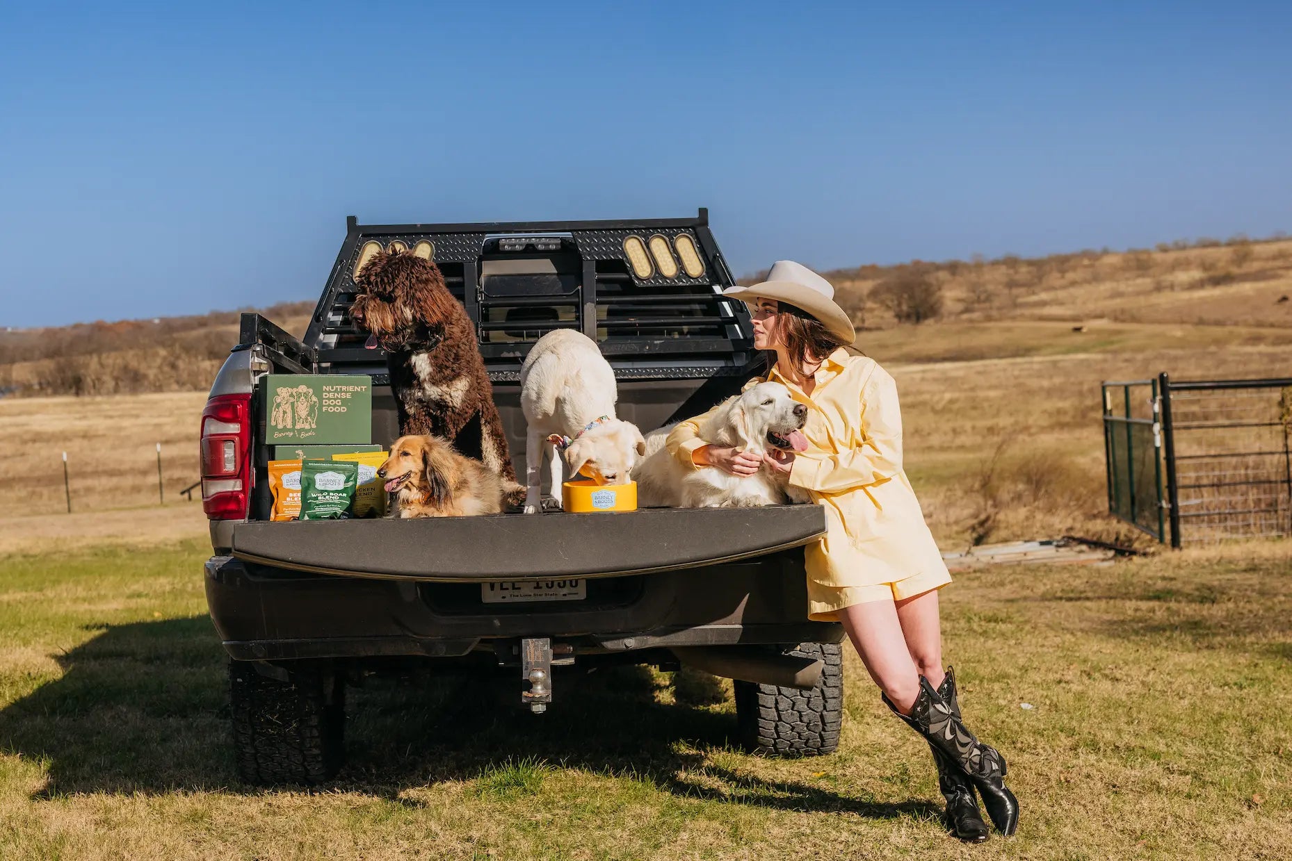 Woman with dogs in the back of a pickup truck in a rural setting